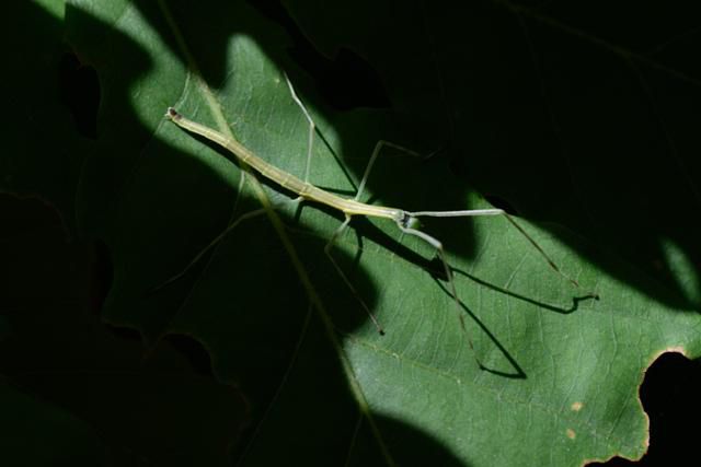 한국일보