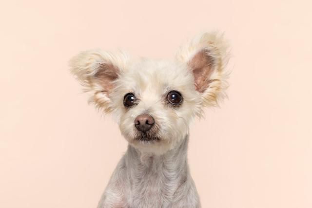 여전히 수많은 개들이 불법 번식장에서 구조되는 와중에 허브에게도 기회가 남아있기를 바라는 것이 활동가들의 마음이다. 동물자유연대 제공