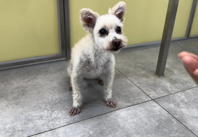 노견이 된 허브는 돌봄활동가와 오랜 시간 유대를 쌓고 나면 그와 유대감을 형성할 정도로 사람에 대한 두려움을 떨쳐냈다. 동그람이 정진욱