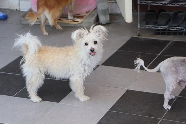 허브는 구조 이후에도 사람에 대한 경계심과 두려움을 보이곤 했다. 동물자유연대 제공