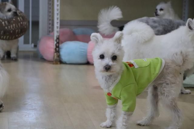 허브는 온센터에서 10년 가까이 지내며 노견들이 지내는 '노견정'에서 생활하고 있다. 동물자유연대 제공