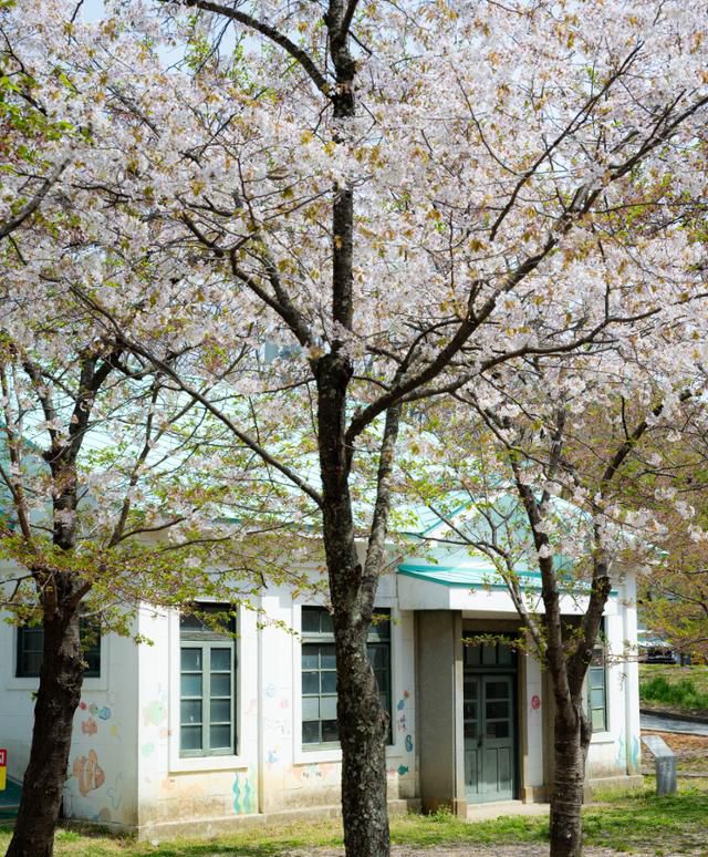 강원 동해시 동해 구 상수시설 기계실 앞에 벚나무가 있다.