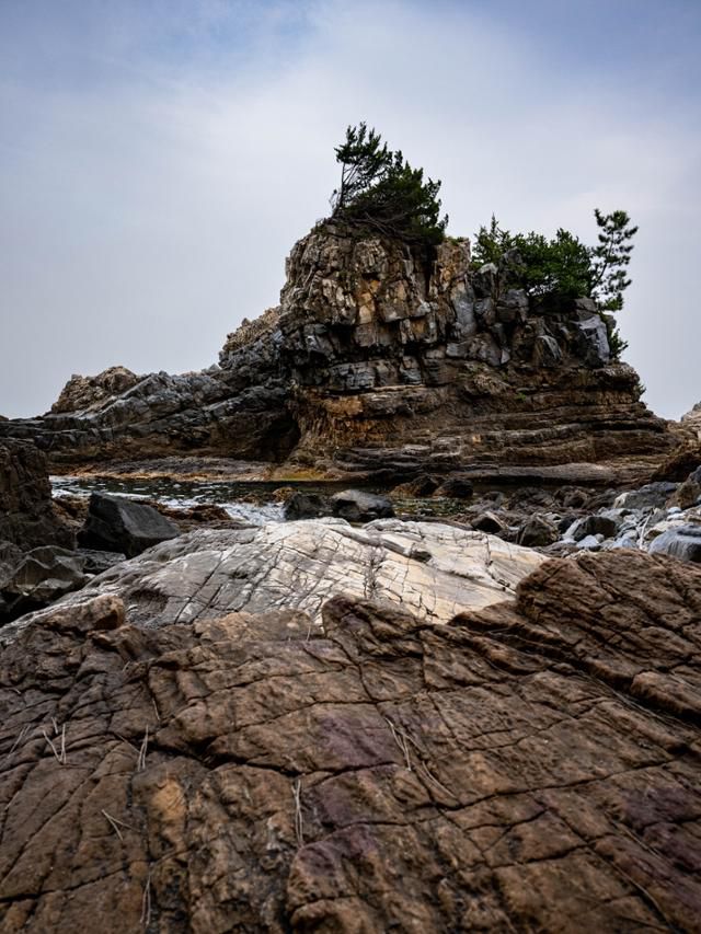 강원 동해시 고불개해변 갯바위 정상에 바람에 쓰러진 듯한 나무가 비스듬히 자라 있다.