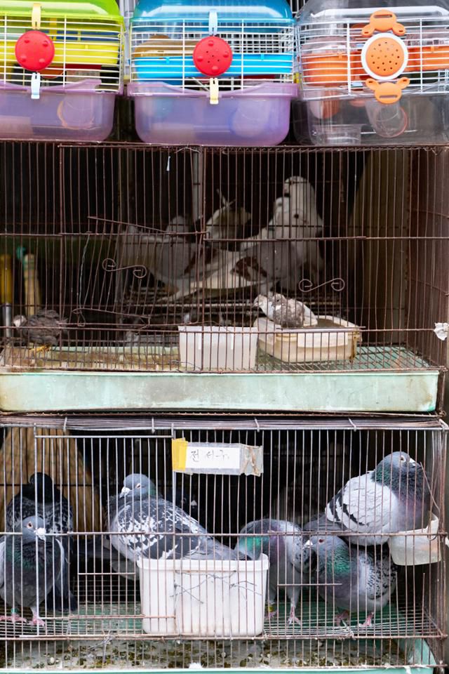 다양한 종류의 새가 지난해 4월, 서울시 종로구 청계천 애완동물거리에 놓인 비좁은 새장에 갇혀 있다. 이지양 작가 제공