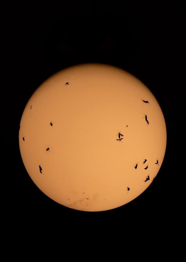이지양 작가가 지난해 6월 서울시 종로구 구기동 집 베란다에서 촬영한 전등에 붙은 러브버그. 최태규 수의사는 책에서 그들을(해충을) 죽이면 안 된다고 주장할 생각은 없다. 다만, 그들을 죽여도 된다는 생각은 사슴이나 염소, 고양이나 토끼가 어느 섬에 창궐했을 때 죽일 수도 있다는 생각과 비슷하다는 것을 이야기하고 싶다고 말한다. 이지양 작가 제공