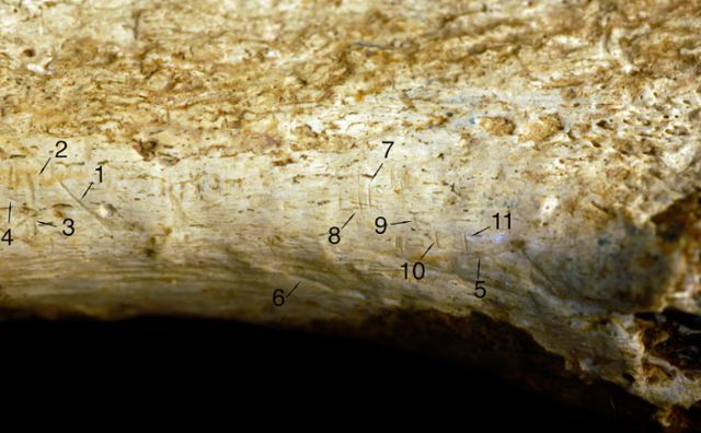사람의 정강이 뼈에 도살 흔적들이 보인다.