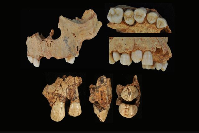 그란 돌리나 동굴에서 출토된 어린이 뼈.
