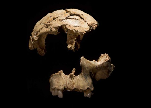 호모 안테세소르 두개골 화석. 인류 진화박물관 제공