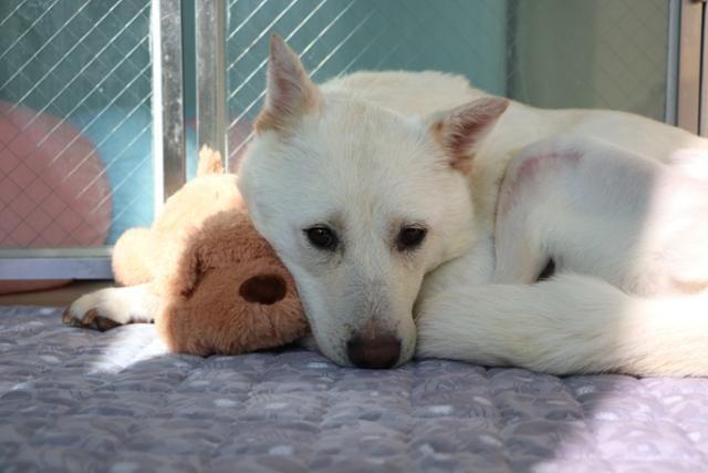 구조 이후 새끼들을 보호할 의무에서 해방된 시온이는 점차 보호소 생활에 적응하고 있다. 동물자유연대 제공