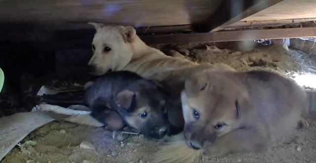 시온이는 다친 다리를 안고 8마리 새끼들을 필사적으로 키워왔다. SBS 'TV동물농장' 캡처