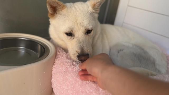 간식을 받아먹는 시온이. 여생은 어떤 고통 없이 편안하게 간식길만 걷는 삶이 되기를 모두가 응원하고 있다. 동그람이 정진욱