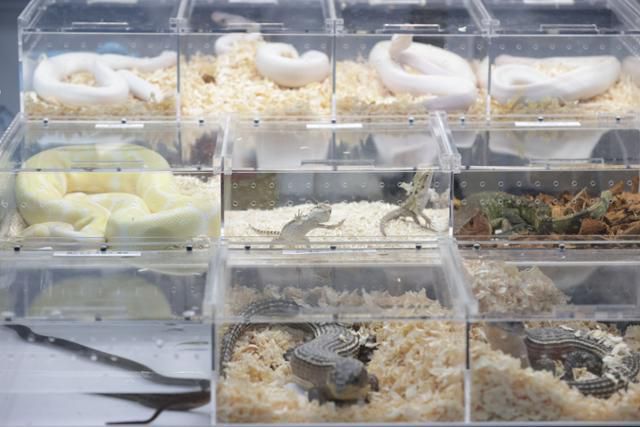 서울 강남구 SETEC에서 열린 '제9회 한국 파충류쇼'에 뱀 등이 케이지에 들어 있다. 연합뉴스