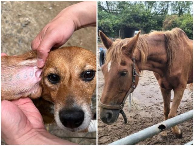시민들은 2024년 올해의 동물 뉴스로 굶주린 채 죽는 퇴역 경주마와 한 해 450만 마리가 동원되는 동물실험 실태를 각각 1, 2위로 꼽은 바 있다. 고은경 기자·비글구조네트워크 제공