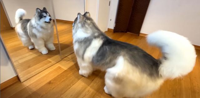 토코는 보더콜리 의상을 입은 채 목줄을 차고 산책을 하거나, 개 간식을 먹고, 원반을 잡으며 개의 생활을 그대로 따라한다. 토코 SNS 캡처