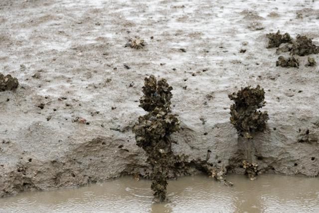 갯벌에 박아둔 나뭇가지에 굴이 달라붙어 자라고 있다. 갯벌에 뚫린 구멍 인근에는 농게가 보인다.