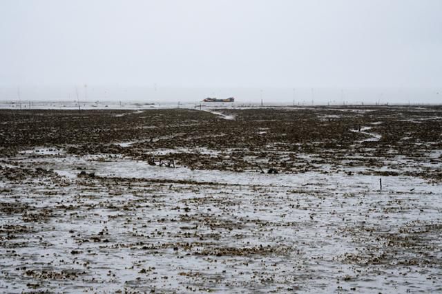 우도 주위 갯벌에 굴이 빼곡히 자라 있다.
