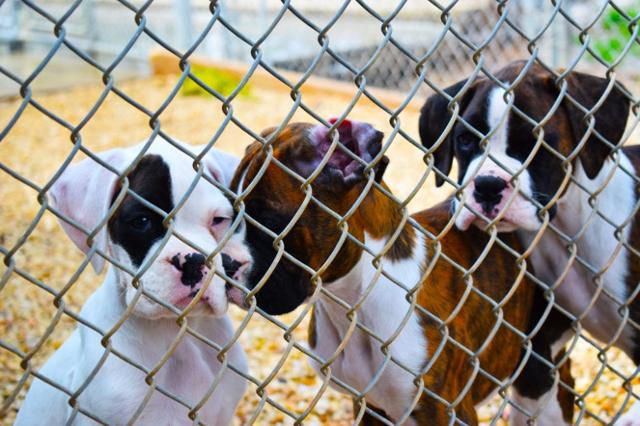 입양 지원금 정책은 유기동물 입양을 높이는데 큰 도움이 되지 않는다는 게 정책 전문가들의 지적이다. 펙셀스 ※이해를 돕기 위한 자료 사진입니다