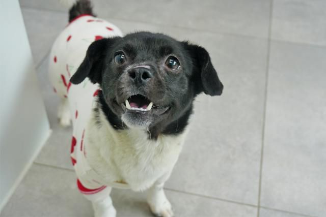 코에 화상의 흔적은 남았지만 이제 산책도, 간식의 즐거움도 알게된 새숨이. 동물자유연대 제공