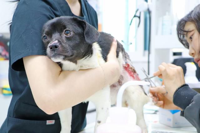 화상 치료를 견뎌내고 있는 새숨이의 모습. 동물자유연대 제공