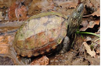 남생이 머리 윗면은 암녹색, 녹회색 또는 흑색을 띠며 특별한 무늬는 없으나 머리 측면 눈 뒤부터 목덜미까지 노란색 줄무늬가 여러 개 있다. 국립생태원 제공