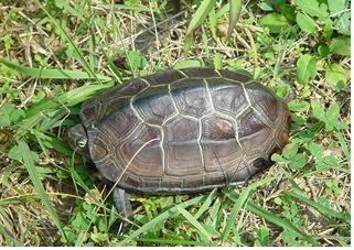 남생이는 다리에 있는 취선에서 악취 물질을 배출할 수 있고 필요한 경우 머리와 다리를 모두 등갑 안으로 숨겨 위험을 피할 수 있다. 국립생물자원관 제공