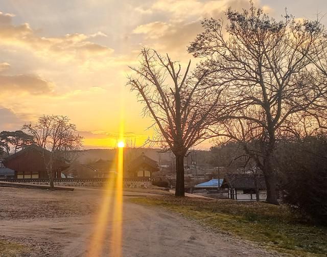 지난 2025년 1월 1일, 성상문선생유허지에서 바라본 일출. 성삼문 오동나무(오른쪽)와 100년 은행나무(가운데), 성삼문 오동나무 후계목(왼쪽) 뒤로 새해 첫 태양이 떠오르고 있다. 이제는 영영 만날 수 없는 풍경이 됐다. 독자 제공