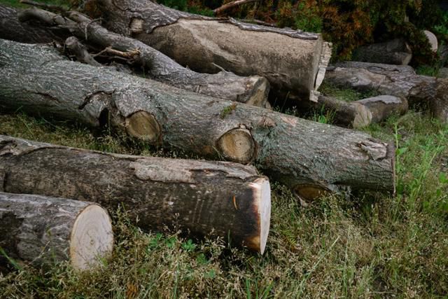 성삼문선생유허지의 한쪽 귀퉁이에 오동나무가 잘게 잘린 채 바닥에 나뒹굴고 있다. 홍성=하상윤 기자