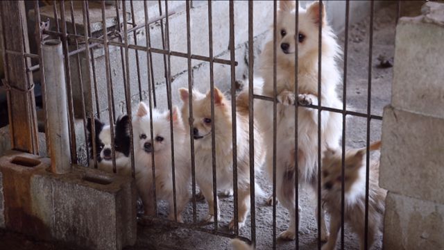 지난 2021년 경기 광주시의 한 비닐하우스. 겹겹이 비닐과 천으로 둘러싸인 이곳은 불법 번식장이었다. 동물자유연대 제공