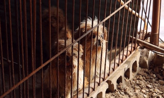 적발된 불법 번식장의 개들은 소위 '품종견'들이 대부분이었지만, 제대로 관리가 되지는 않았다. 동물자유연대 제공