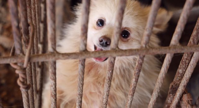 불법 번식장 모견들은 수차례 출산을 경험한 듯 자궁이 심하게 부어 있는 상태였다. 동물자유연대 제공