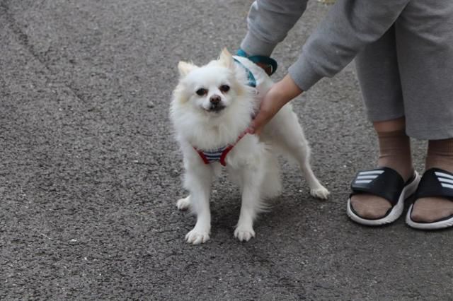 졸리는 수년째 산책조차 제대로 하기 어려울 만큼 주변 환경을 겁내는 강아지였다. 그러나 매일 산책하는 활동가들의 노력 덕분에 산책은 상당히 익숙해진 상태였다. 동물자유연대 제공