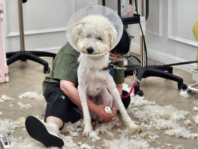 김윤지씨가 동물자유연대 구조견을 미용하고 있다. 덩치가 있거나 신체가 불편한 경우 바닥에 앉아 미용을 해야 한다. 김윤지씨 제공김윤지씨가 동물자유연대 구조견을 미용하고 있다. 덩치가 있거나 신체가 불편한 경우 바닥에 앉아 미용을 해야 한다. 김윤지씨 제공
