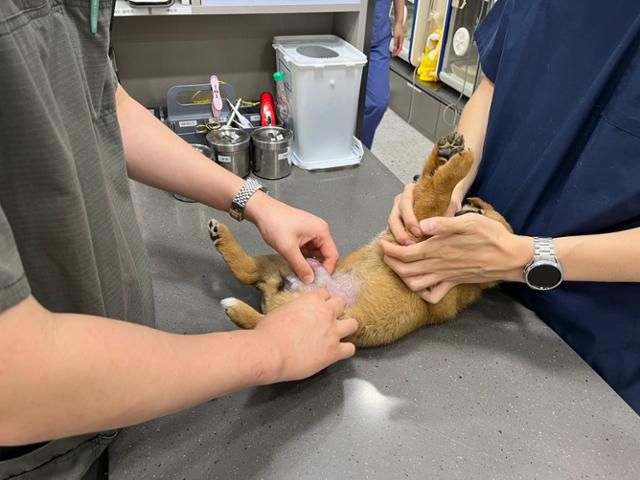 수술 받기 전 검진을 하는 애순이. 라이프 제공