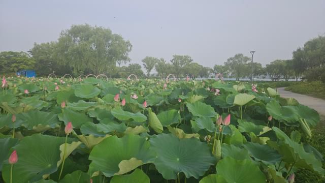 충남 부여 궁남지 연꽃단지. 이 정원은 백제 무왕 때 조성된 국내 최초의 인공정원으로 알려져 있다. 부여=윤형권 기자
