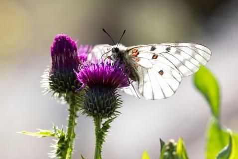 붉은점모시나비는 날개에 선명한 붉은 점이 있는 게 특징이다. 환경부 제공