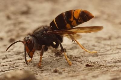 꿀벌의 천적인 등검은말벌. WWF 제공