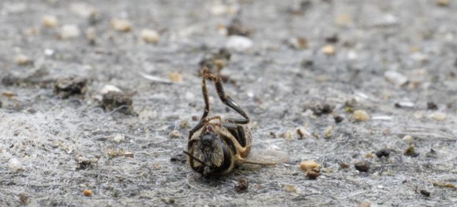 충북 청주시의 한 양봉장에서 죽은 채 발견된 꿀벌. 한국일보 자료사진
