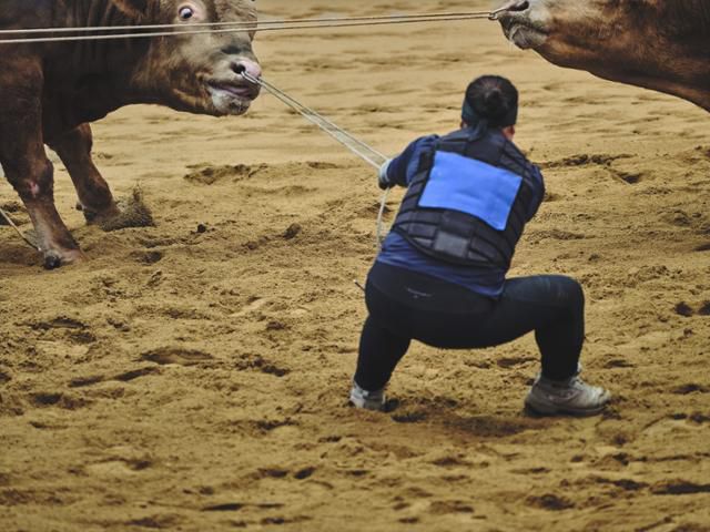 조교사가 소싸움 경기 도중 경기장으로 나오지 않으려는 소의 살코를 끌어 당기고 있다. 동물해방물결 제공