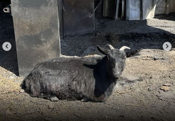 경북 영양군에서 산불 피해 속 살아남은 염소. 호흡기 증상으로 긴급 치료가 필요한 상황이었다. 동물자유연대 제공