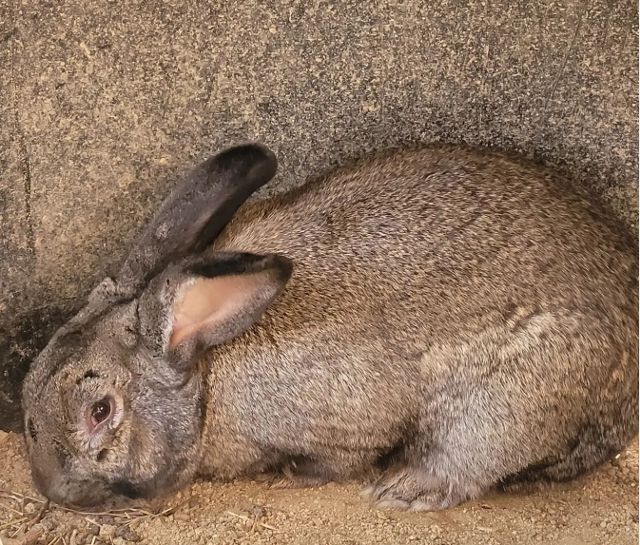 2023년 강원 강릉 산불 현장에서 발견된 토끼. 동물자유연대 페이스북 캡처