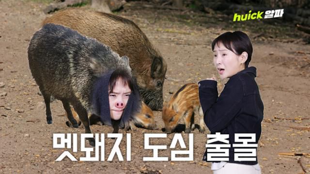 멧돼지와 마주칠 경우 △소리를 지르거나 위협적인 행동으로 흥분시키지 말고 △등을 보이며 달아나지 않아야 하고 △주변의 나무나 바위 등 은폐물을 찾아 몸을 피해야 한다. 한국일보 유튜브