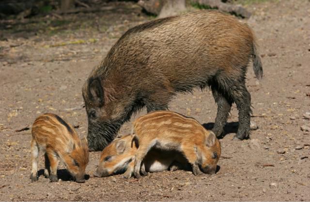 엄마 멧돼지와 새끼 멧돼지의 모습. 국립생물자원관 제공