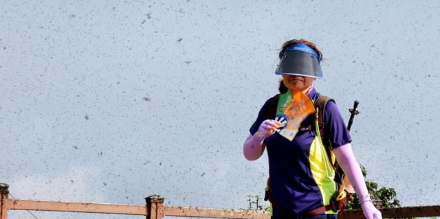 지난달 30일 인천 계양구 계양산 정상이 러브버그로 뒤덮여 등산객들이 불편을 겪고 있다. 연합뉴스