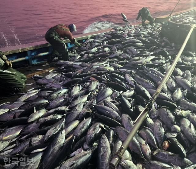 경북 영덕지역 어민들이 지난 2022년 7월 영덕군 강구항 앞바다에서 정치망에 걸려 죽은 참치를 버리고 있다. 독자 제공