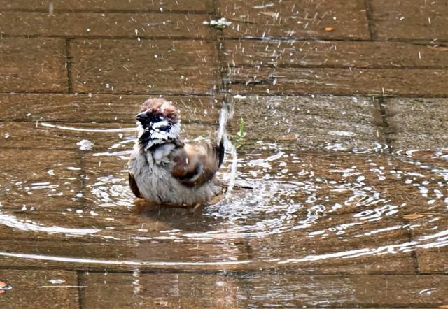 더위에 지친 참새들이 빗물이 고인 웅덩이에서 물놀이를 하며 더위를 식히고 있다. 왕태석 선임기자