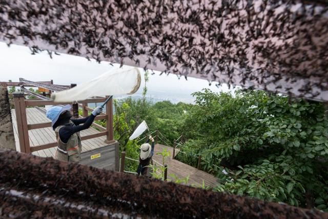 4일 환경부 및 소속기관 직원들이 인천 계양구 계양산을 중심으로 활동 중인 러브버그 성체를 제거하기 위해 송풍기와 포충망을 활용해 방제 작업을 하고 있다. 환경부 제공. 뉴스1