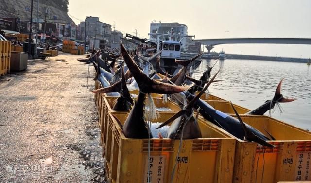 지난 6일 경북 영덕군 강구면 앞바다 어장에 걸려든 대형 참치가 강구항에 놓여 있다. 영덕군 제공