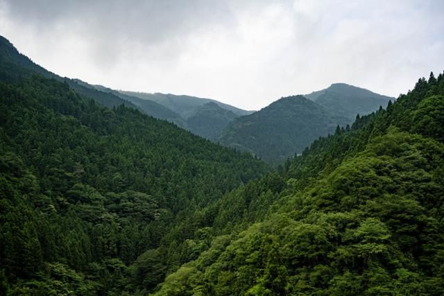 미요시시 이야노 가즈라바시 일대 산지.