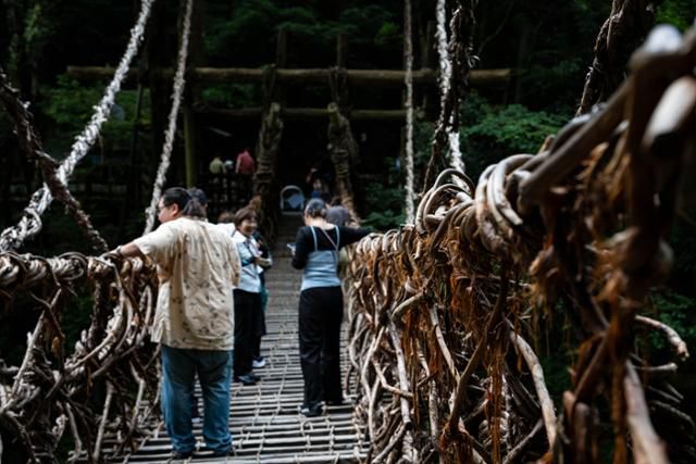 미요시시 이야노 가즈라바시를 찾은 관광객들이 다리를 건너고 있다.