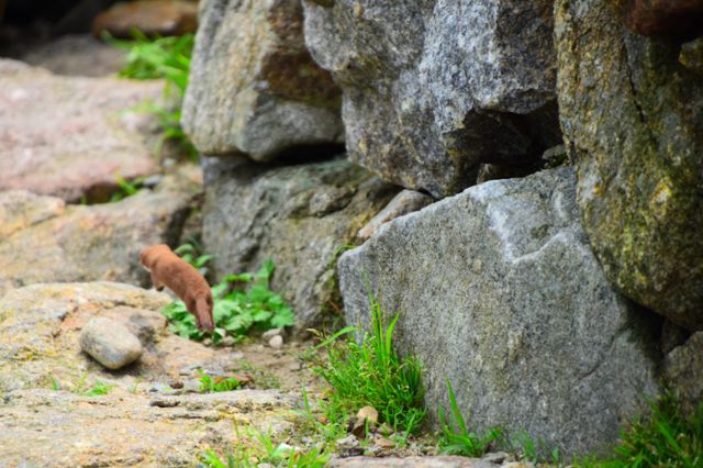 무산쇠족제비 뒷모습. 국립공원공단 제공